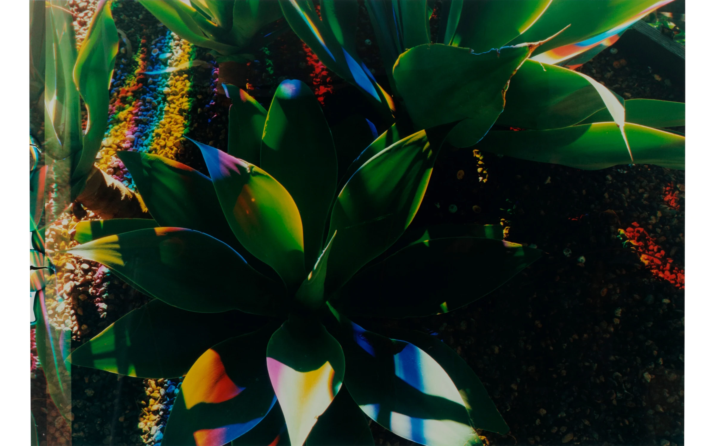 Framed fine art photographs displayed salon-style on a gallery wall.