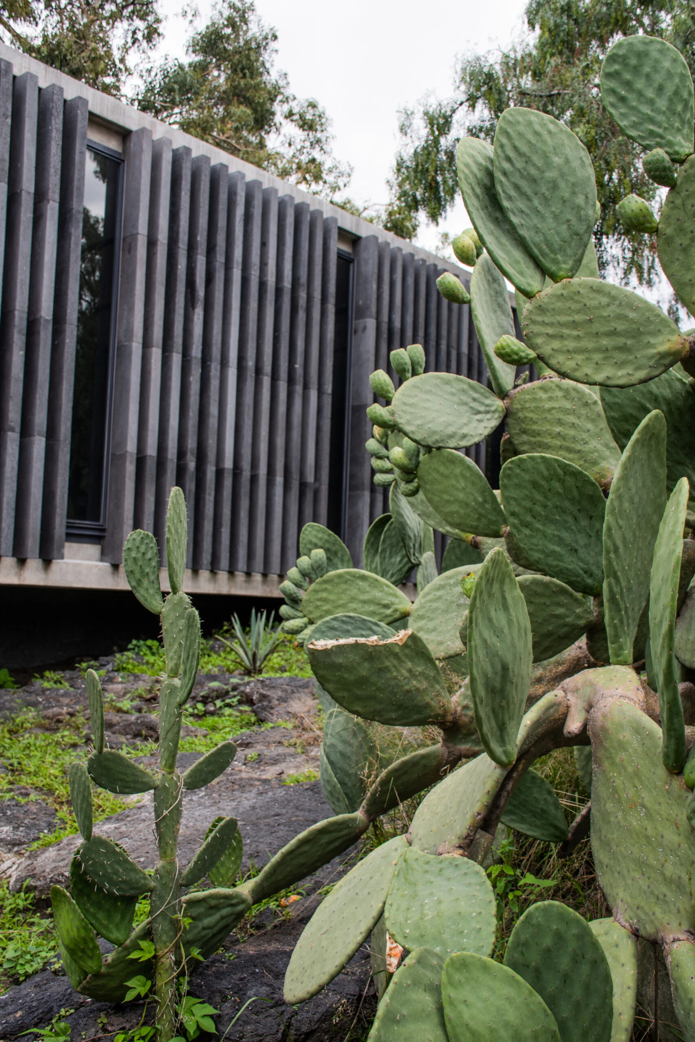 Exterior and grounds of Museo Anahuacalli in Mexico City with volcanic-stone architecture.