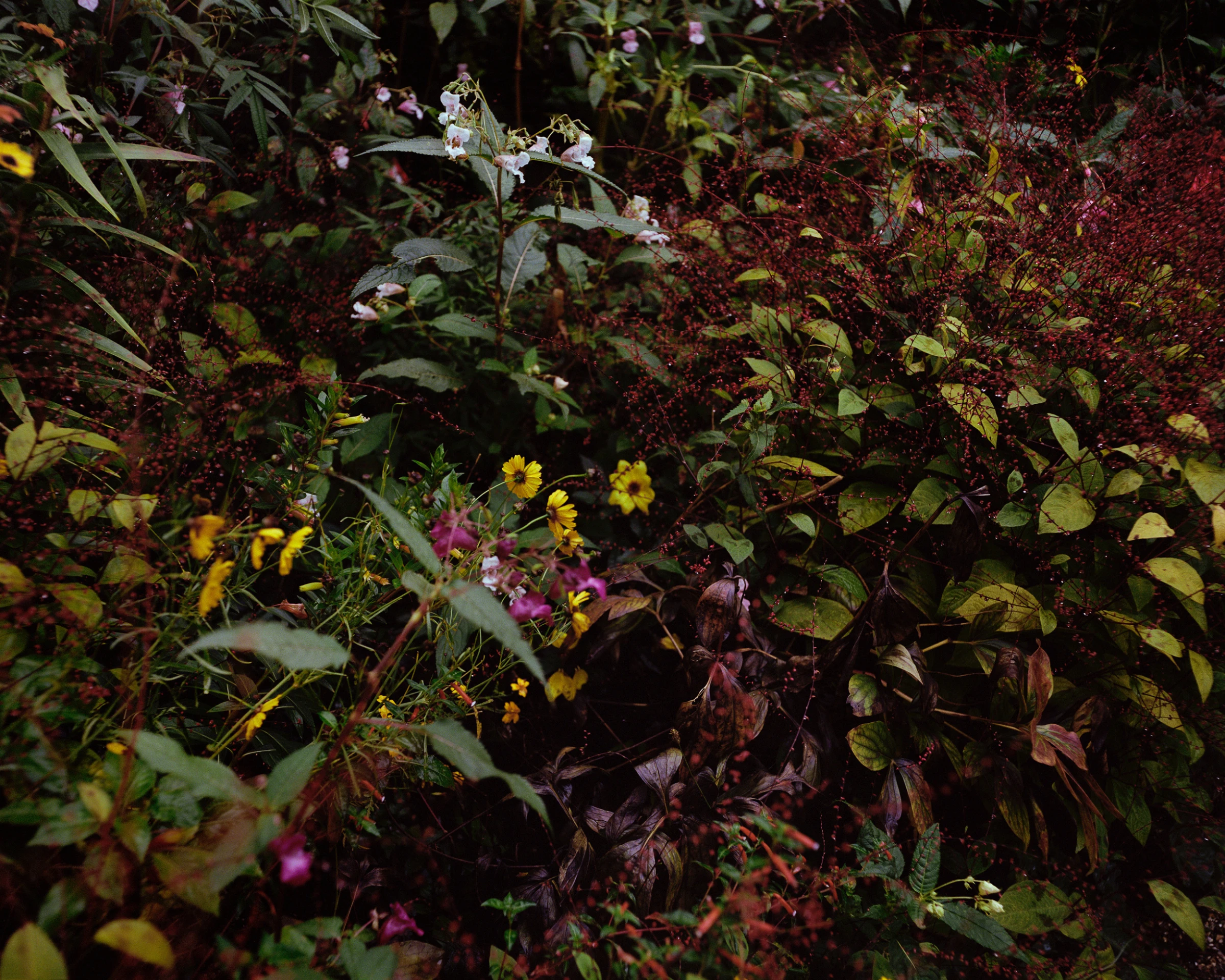 Installation view of photographs by Elle Pérez showing lush greenery and intimate domestic imagery