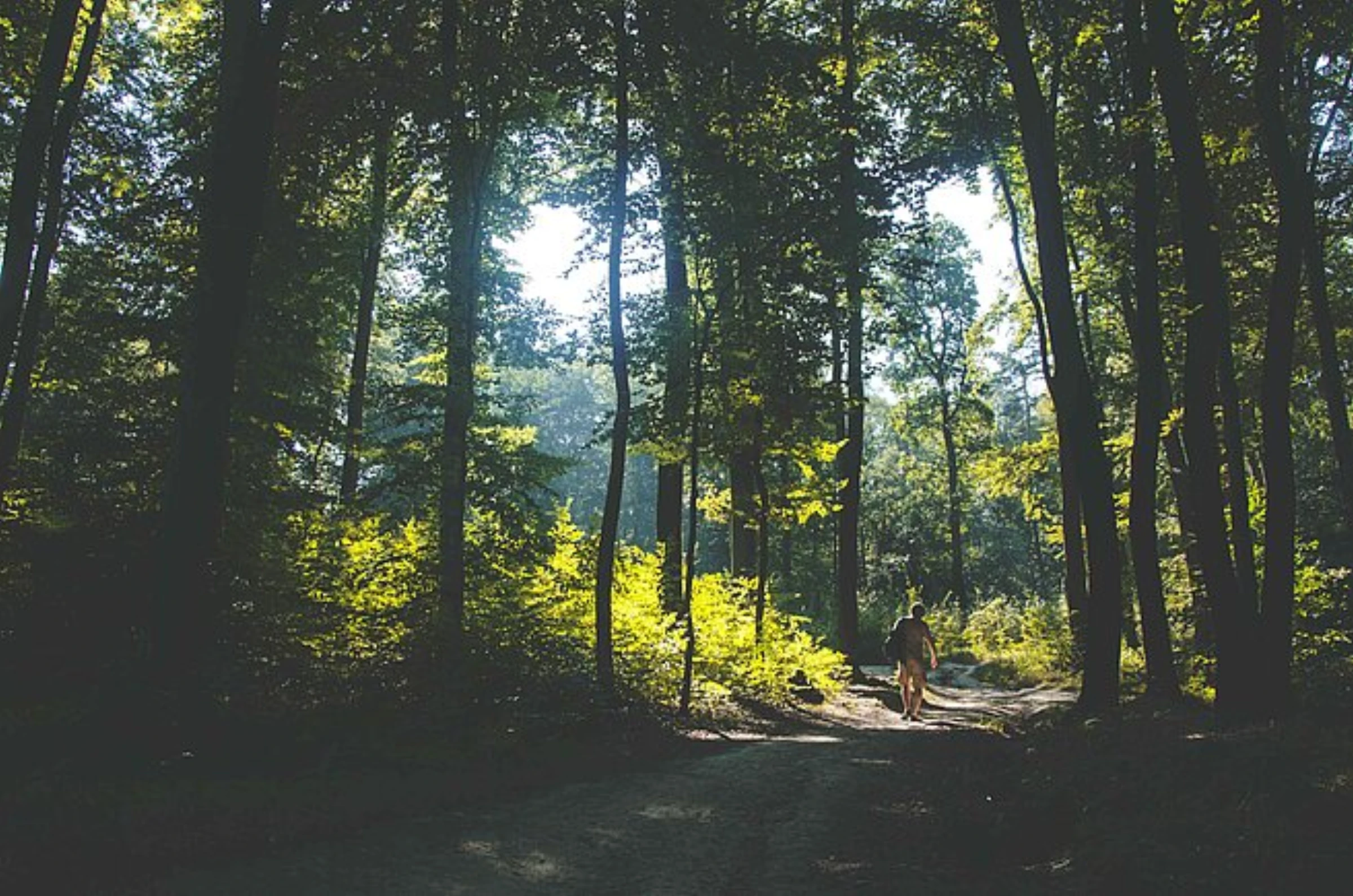 Woodland landscape near Fondation Beyeler where public ecology programs are staged.