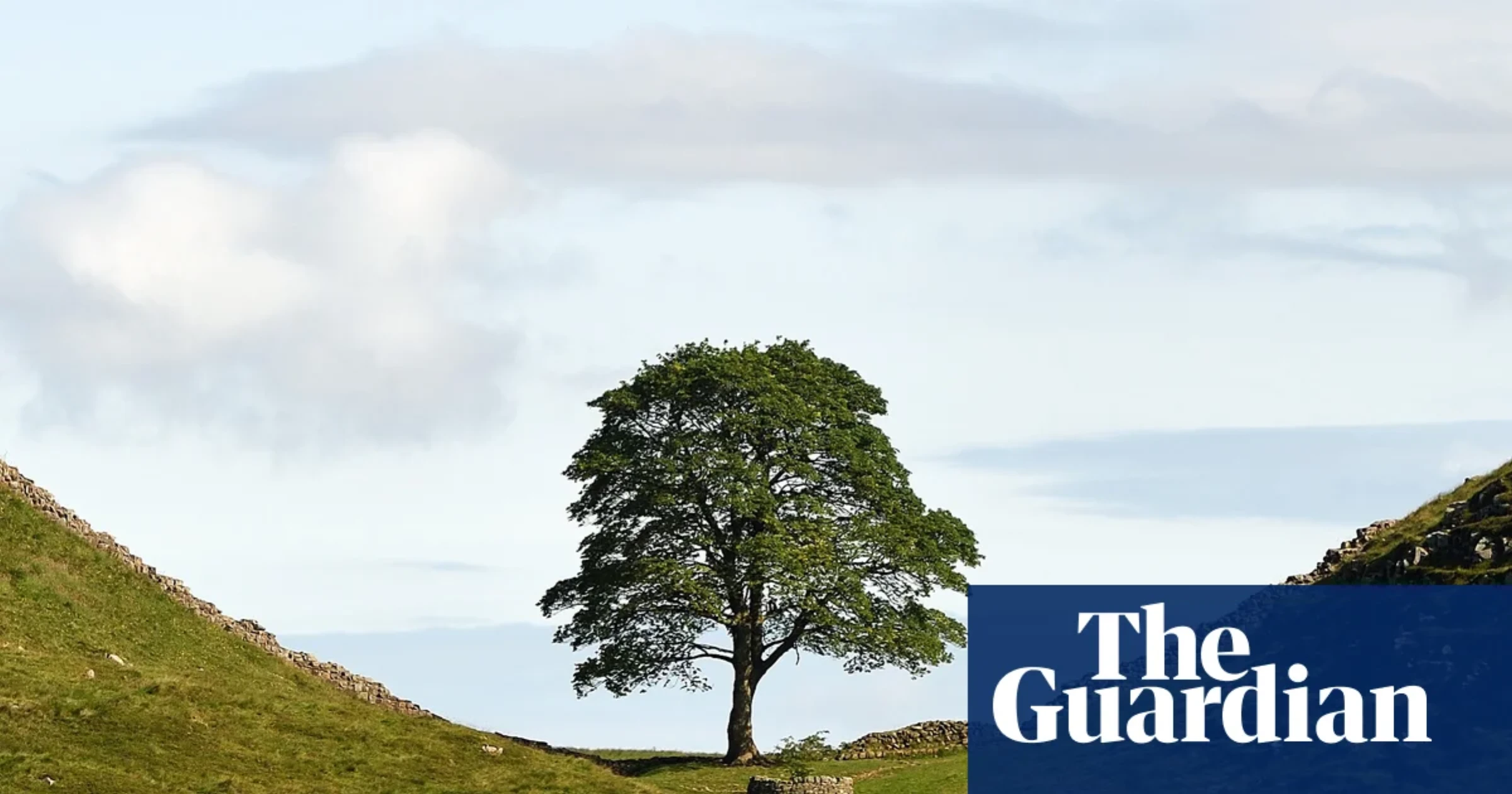 Preserved wood from the felled Sycamore Gap tree shown as the basis for a future public memorial project
