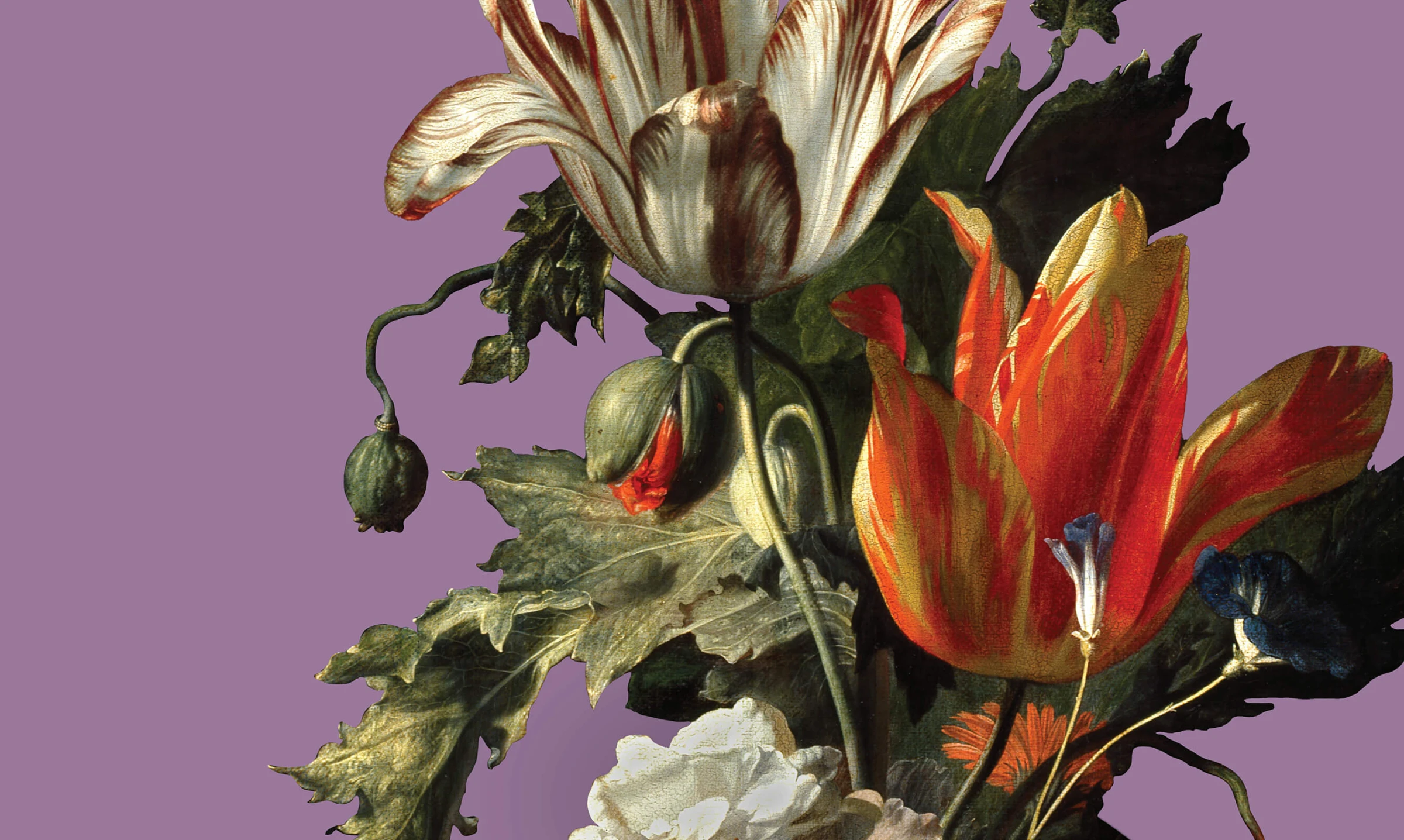 Detail from Simon Verelst's floral painting used by the Ashmolean exhibition In Bloom